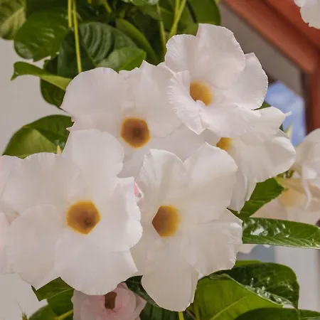 Casa Carmen * アリア