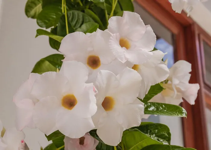 Casa Carmen * Haría